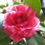 Camelias: ¡Cuidados y consejos para su cultivo! - Mima tu planta 😉