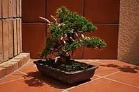 Ficus bonsái
