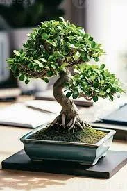 ficus bonsái