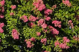 arbustos con flores