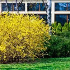 arbustos con flores