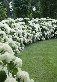 arbustos con flores