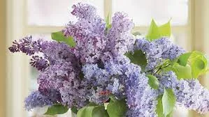 arbustos con flores