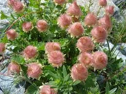arbustos con flores