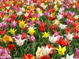 plantas con flores muy resistentes