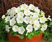 petunia blanca