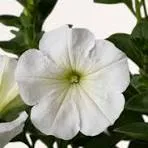 petunia blanca
