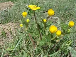 ranúnculos