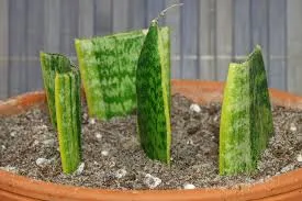sansevieria