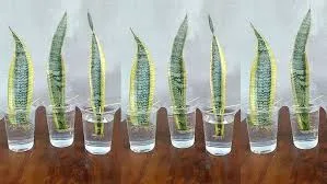 esquejes de sansevieria