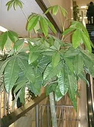 pachira aquatica