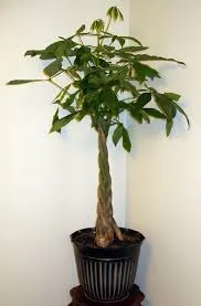 pachira aquatica