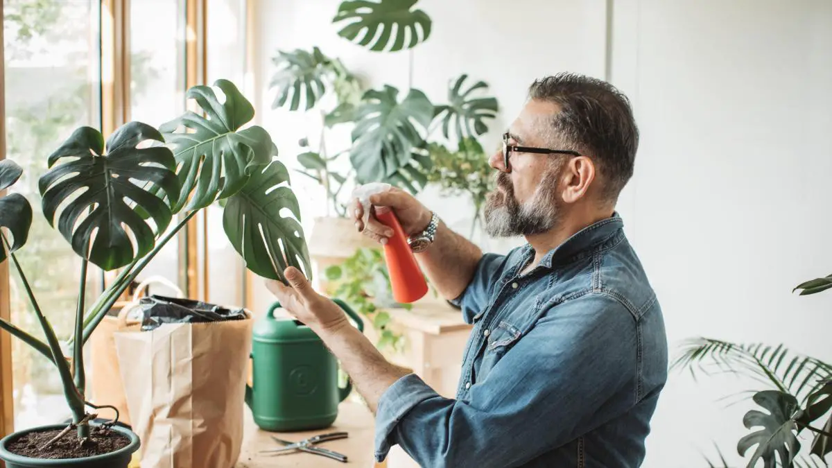 cómo cuidar plantas