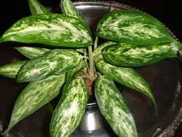 aglaonema