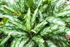 aglaonema