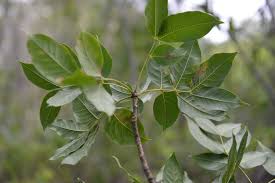 Caoba: ¡El Árbol de la Madera Preciosa!